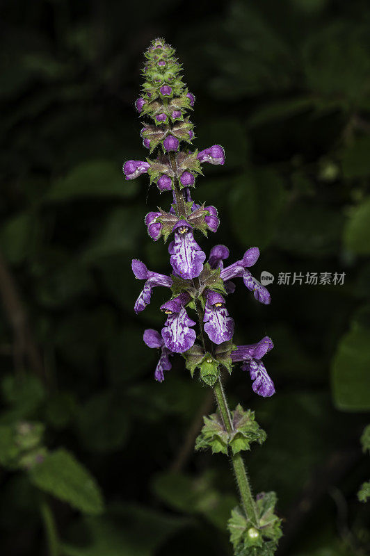 Stachys bullata是一种有花植物，在薄荷科已知的共同名称加利福尼亚树篱，蒙特利县，加州牧场公园。唇形科